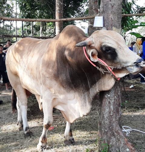 Warga Kampung Dul Bahagia Kebagian Sapi Presiden