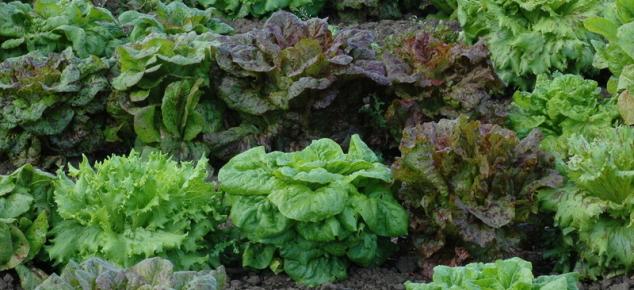 Lettuce (Lactuca sativa) is an annual plant of the daisy family Asteraceae. It is most often grown as a leaf vegetable, but sometimes for its stem and seeds. Lettuce was first cultivated by the ancient Egyptians who turned it from a weed, whose seeds were used to produce oil, into a food plant grown for its succulent leaves, in addition to its oil-rich seeds. Lettuce spread to the Greeks and Romans, the latter of whom gave it the name "lactuca", from which the English "lettuce" is ultimately derived.